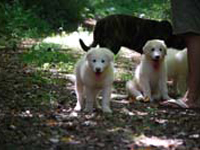 cuccioli di cane